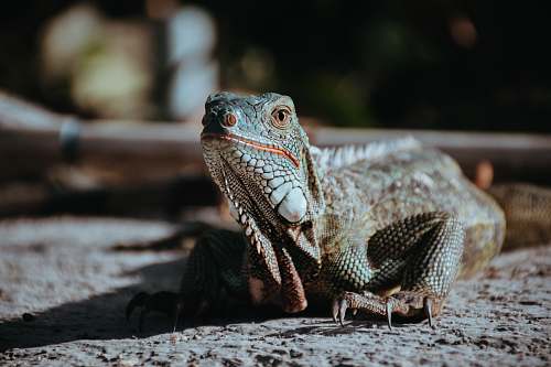 lizard selective focus photography of gray bearded dragon reptile