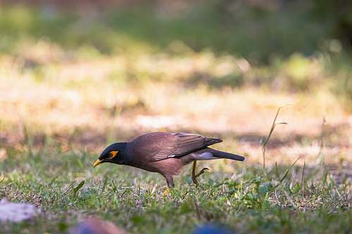 bird selective focus photography of gray bird on green grass blackbird