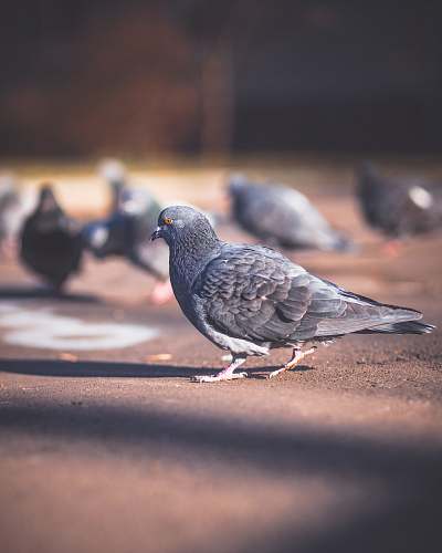 bird selective focus photography of gray dove pigeon