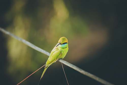 bird selective focus photography of green bird bee eater