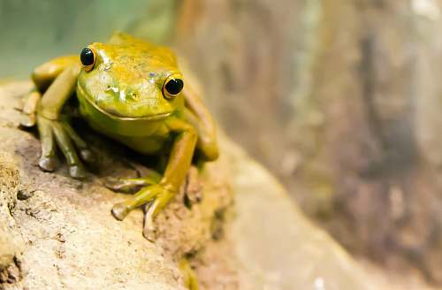 frog selective focus photography of green frog amphibian