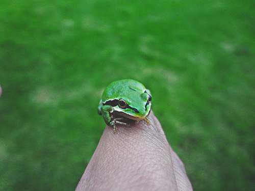 frog selective focus photography of green frog on finger wildlife