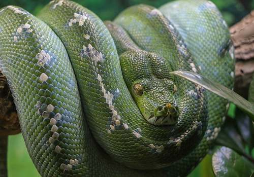 snake selective focus photography of green snake reptile