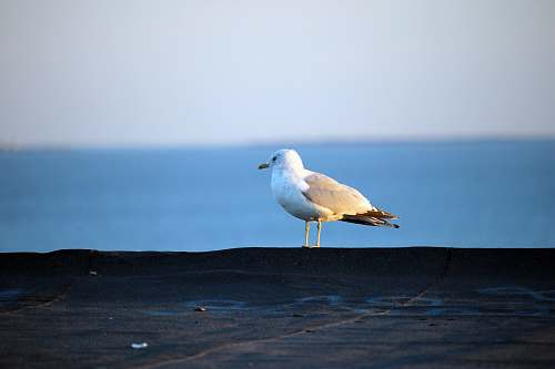 seagull selective focus photography of gull harjuma