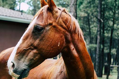 horse selective focus photography of horse mammal