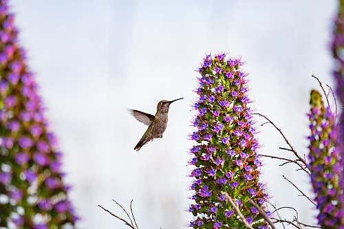 bird selective focus photography of hummingbird hummingbird