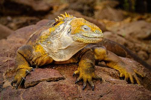 lizard selective focus photography of iguana during daytime reptile