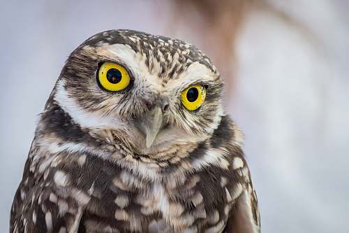 bird selective focus photography of owl with yellow eyes owl