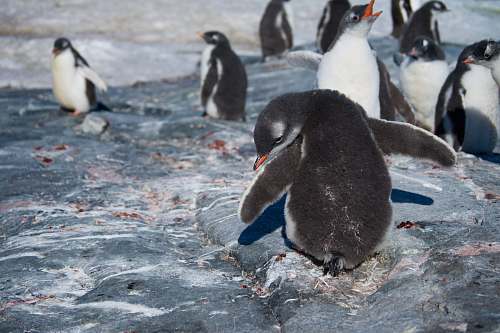 bird selective focus photography of penguins penguin