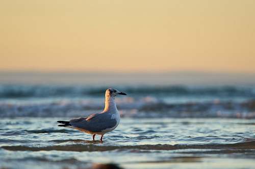 bird selective focus photography of seagull on water during sunset seagull