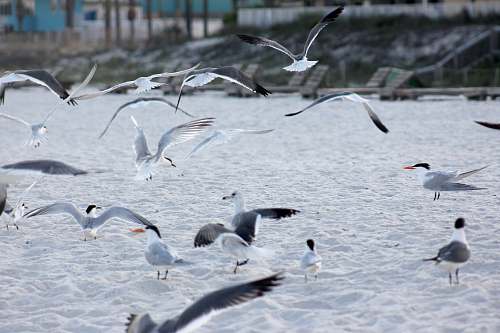 bird selective focus photography of seagulls flock