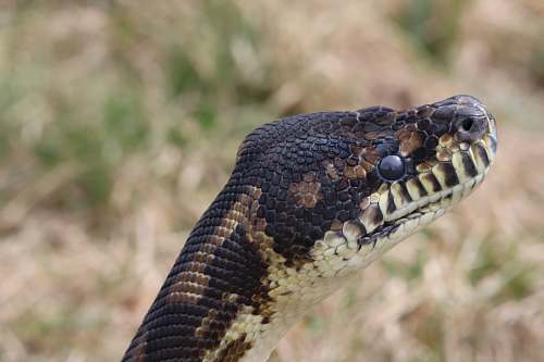 reptile selective focus photography of snake head snake