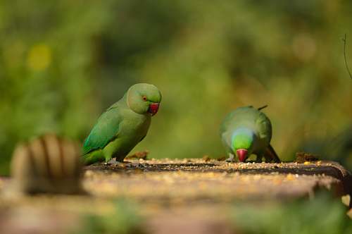bird selective focus photography of two birds parakeet