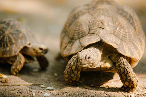 reptile selective focus photography of two brown turtles sea life