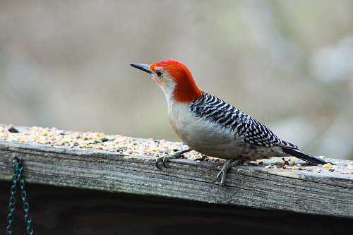 bird selective focus photography of white and black bird porches on grey plank flicker bird