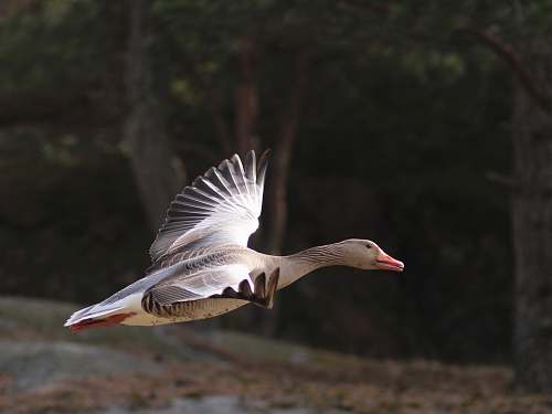 waterfowl selective focus photography of white and black duck flying