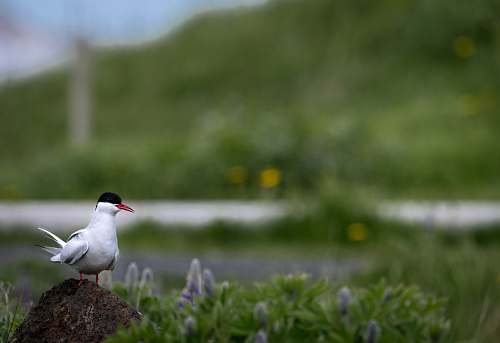 bird selective focus photography of white and black short-beaked bird iceland