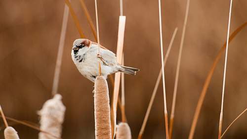 bird selective focus photography of white and brown short-beaked bird perched on brown plant sparrow