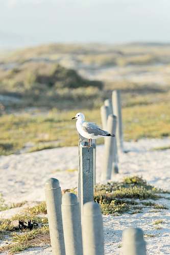 bird selective focus photography of white and gray bird seagull