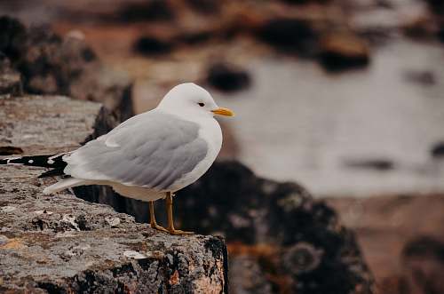 bird selective focus photography of white and gray bird on cliff nature