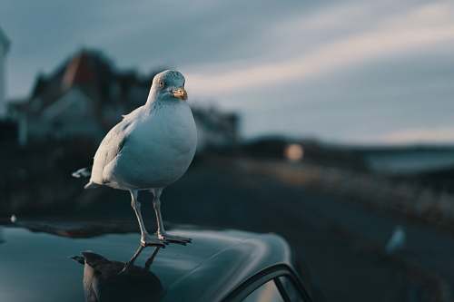 bird selective focus photography of white bird porches on car seagull