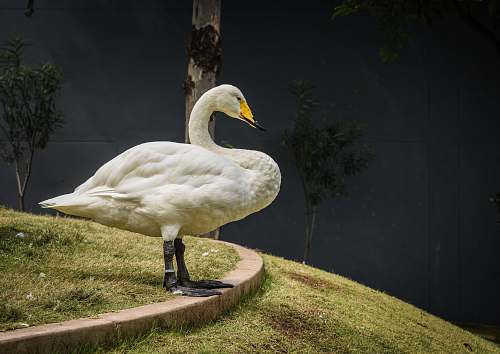 bird selective focus photography of white swan on grass swan