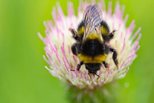 bee selective focus photography of yellow and black bee on pink flower honey bee