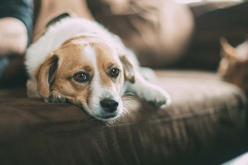 dog selective focused of brown dog lying on sofa pet