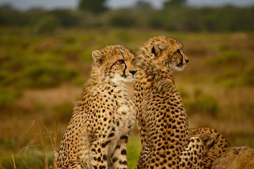 mammal selective photography two cheetahs south africa
