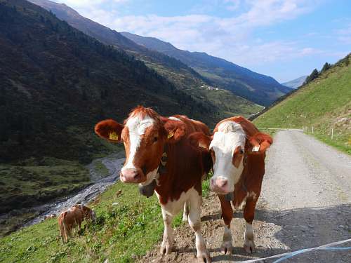 cattle several cows near river cow
