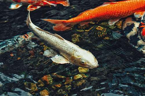 fish several koi fish water