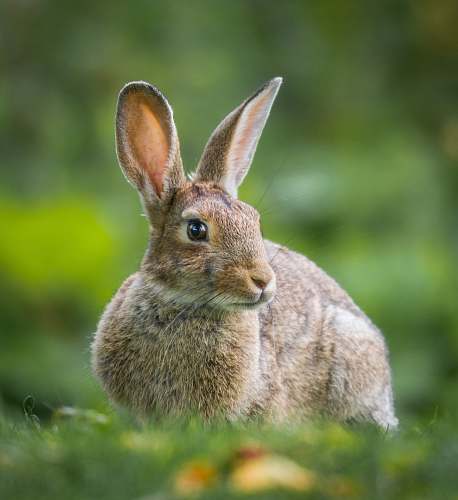 mammal shallow focus of brown rabbit rabbit