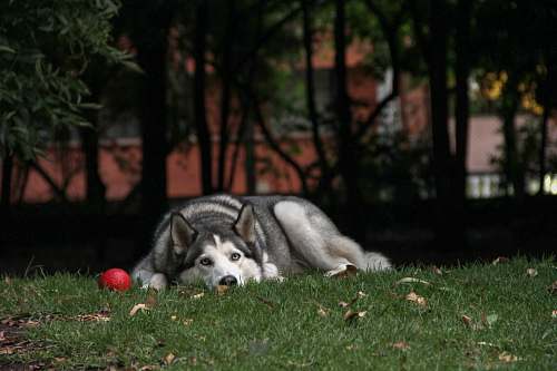 dog shallow focus photo of adult Siberian husky lying on grass canine