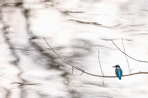 bird shallow focus photo of blue bird on tree branch bee eater
