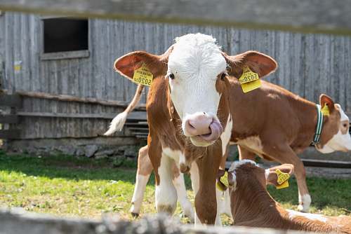 mammal shallow focus photo of brown and white cow cattle