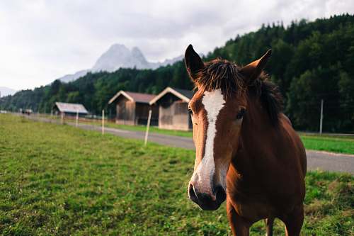 horse shallow focus photo of brown and white horse mammal