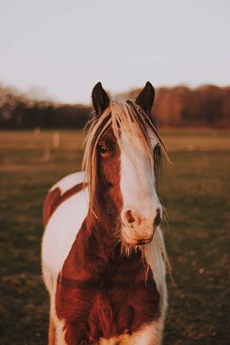 mammal shallow focus photo of brown and white horse horse