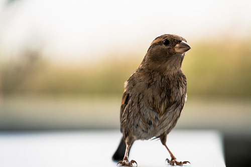 bird shallow focus photo of brown bird finch
