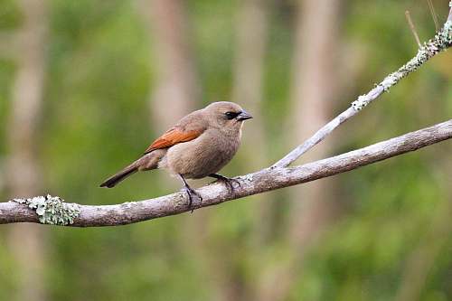 bird shallow focus photo of brown bird on tree branch finch