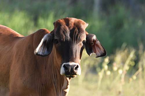 cow shallow focus photo of brown cow cattle