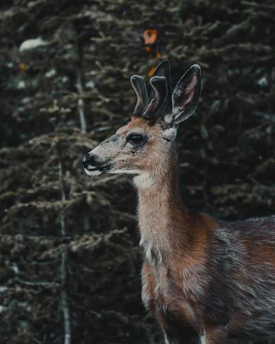 mammal shallow focus photo of brown deer kangaroo