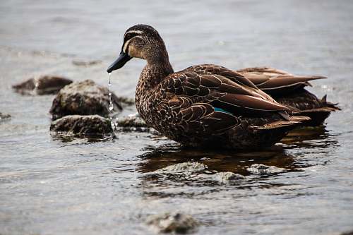 bird shallow focus photo of brown duck on body of water waterfowl
