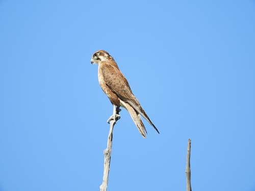 bird shallow focus photo of brown hawk accipiter