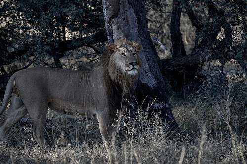 mammal shallow focus photo of brown lion wildlife