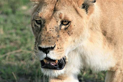 lion shallow focus photo of brown lioness mammal