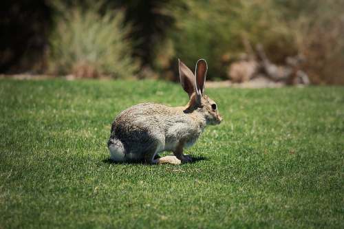 mammal shallow focus photo of brown rabbit kangaroo
