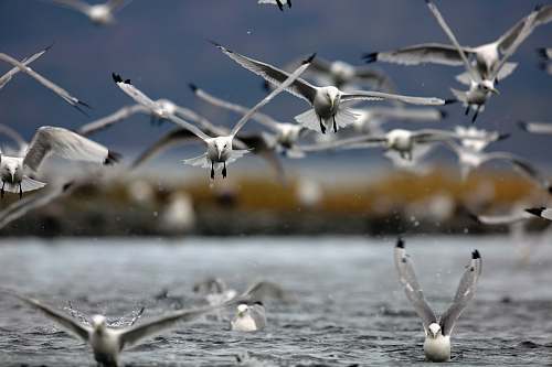 flock shallow focus photo of flock of birds flying during daytime bird