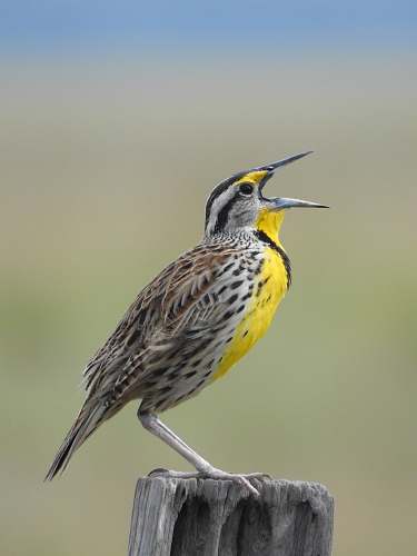 bird shallow focus photo of gray and yellow bird anthus