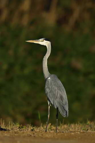 bird shallow focus photo of Great blue heron waterfowl