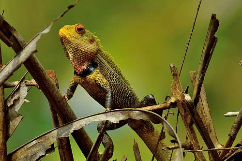 lizard shallow focus photo of green chameleon iguana